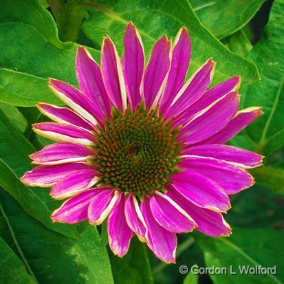 Pink Flower_01553.jpg - Photographed at Ottawa, Ontario, Canada.